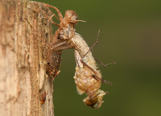 Libellula quadrimaculata © Gucio_55