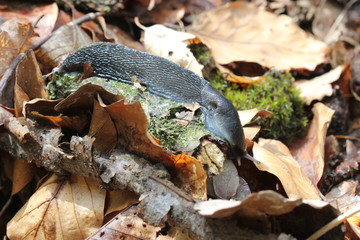 Schwarzer Schnegel (Limax cinereoniger)