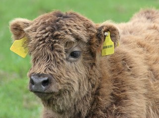 Fototapeta premium Schottisches Hochlandkalb