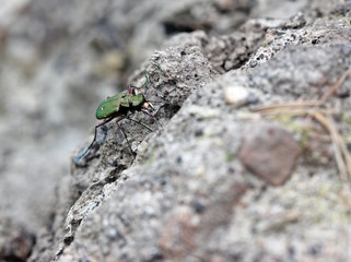 Feldsandläufer (Cicindela campestris)