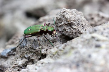 Feldsandläufer (Cicindela campestris)