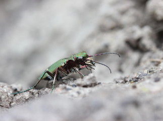 Feldsandläufer (Cicindela campestris)