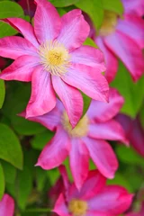 Foto auf Acrylglas Macro Blumen