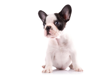 French bulldog puppy portrait over white background