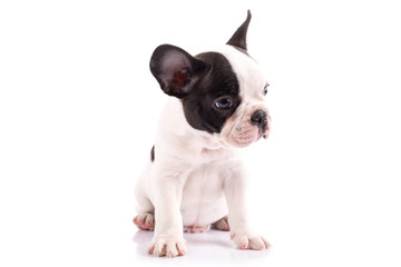 French bulldog puppy portrait over white background