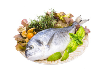 Fresh raw dorada