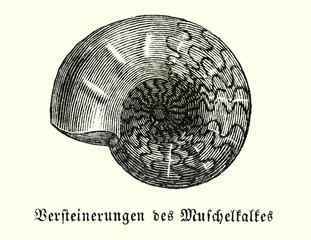 Ammonit (Alte Lithographie) © Carola Vahldiek