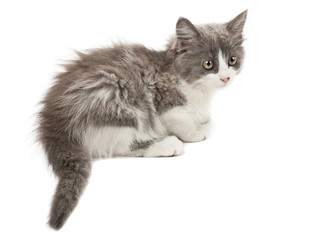 Obraz premium Grey and white kitten
