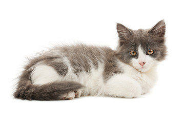 Grey and white kitten