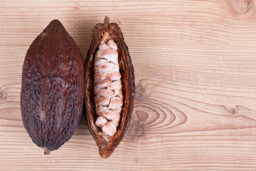 cocoa fruit