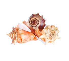 sea shells  macro isolated on white  background closeup