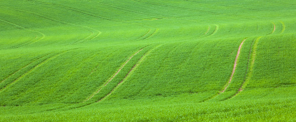 marks in the green field