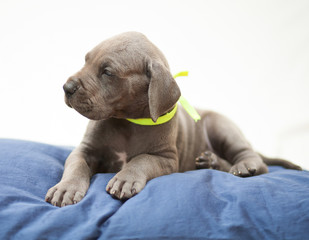 Fototapeta premium Longing stare