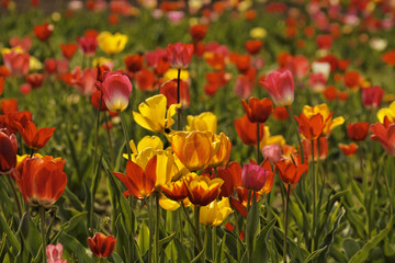 Tulpenfeld bei Gegenlicht, Niedersachsen