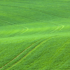 marks in the green field