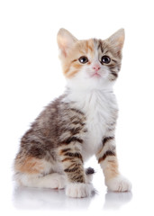 Multi-colored small kitten sits on a white background.