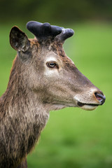 Red Deer