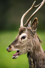 Red Deer