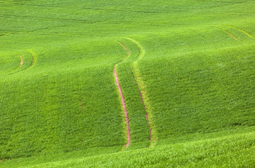 marks in the green field