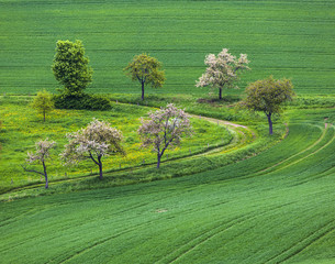 blooming tree in the field