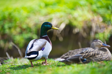 Couple of two beautiful ducks birds on a lawn