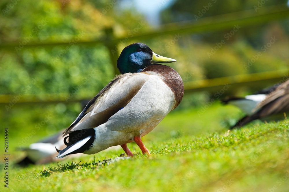 Wall mural bright portrait of a duck bird on a lawn