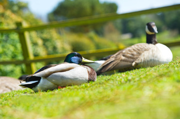 Couple of two beautiful ducks birds on a lawn