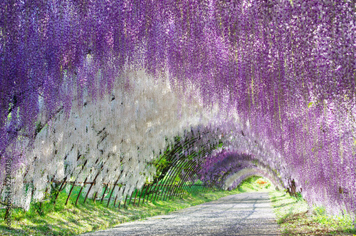 Flower Arch 花のアーチ Wall Mural Wallpaper Murals Soulad