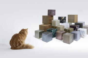 kitten and cubes