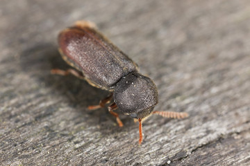 Comb-antenned wood borer, anobiidae on wood