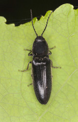 Athous click beetle on leaf, macro photo