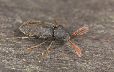 Comb-antenned wood borer, anobiidae on wood