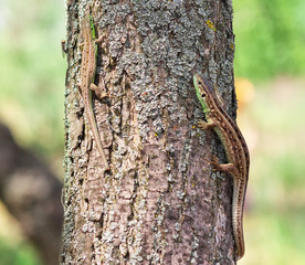 Two lizards on the tree