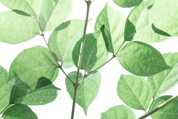 Green leaves  on white background