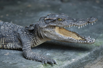 Obraz premium small crocodile