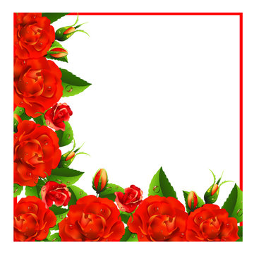 Valentine background with red roses