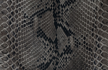 Snake skin