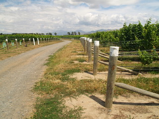 Vineyards in New Zealand