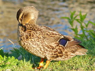 A duck