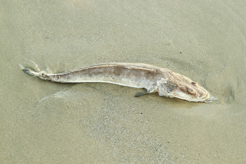 Rotten fish in the sand