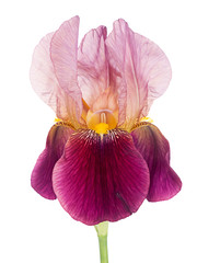 Bearded iris - maroon, isolated over white background