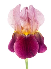 Photo sur Plexiglas Iris Bearded iris - maroon, isolated over white background