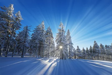 Crédence de cuisine en verre imprimé Hiver winter sunset and snow covered forest