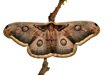 Large Emperor moth (Saturnia pyri) female,