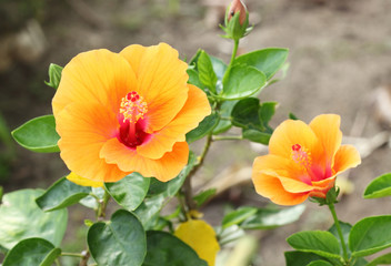 Naklejka premium orange hibiscus flower
