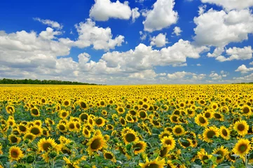 Foto auf Acrylglas Sonnenblumenfeld © Artur
