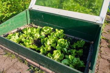 homegrown fresh lettuce in a small greenhouse