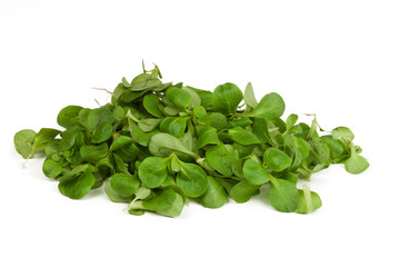 Obraz premium bio feldsalat