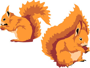 eurasian red squirrel © bokononist