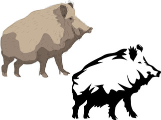 wild boar
